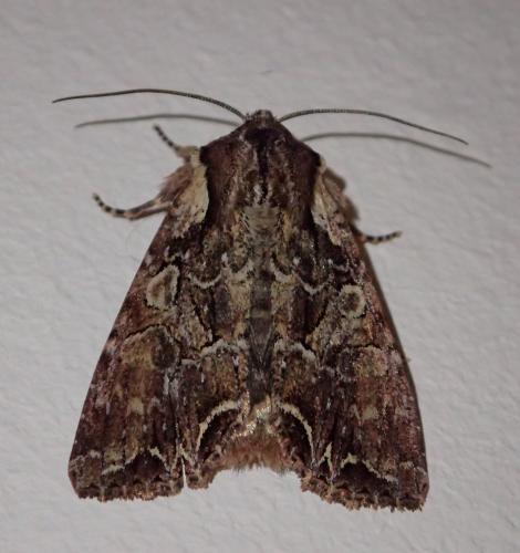 Réf. 273 614 : Lacanobia thalassina